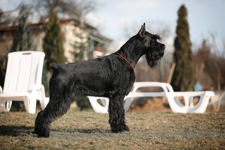 Ризер шнауцер цверг