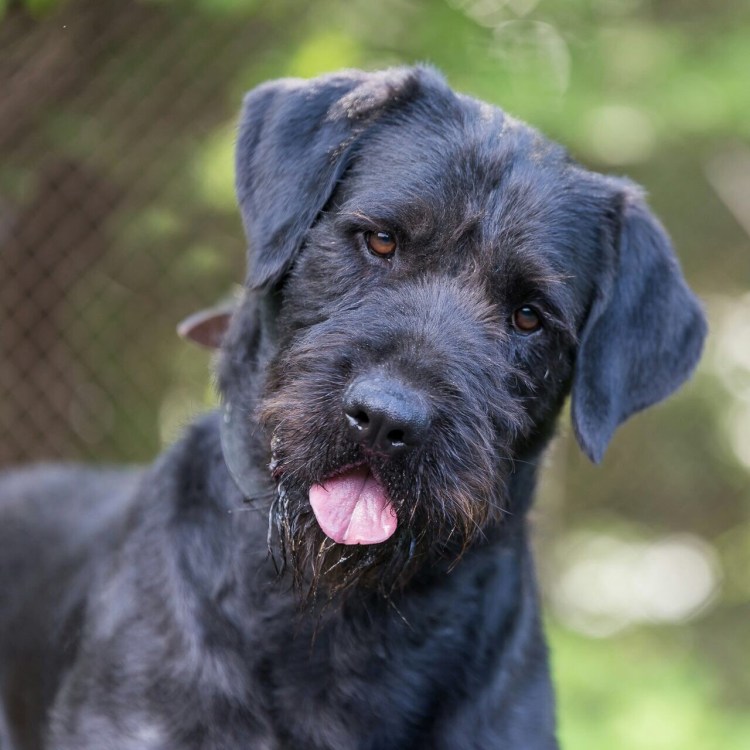 Ризеншнауцер Миттельшнауцер Цвергшнауцер