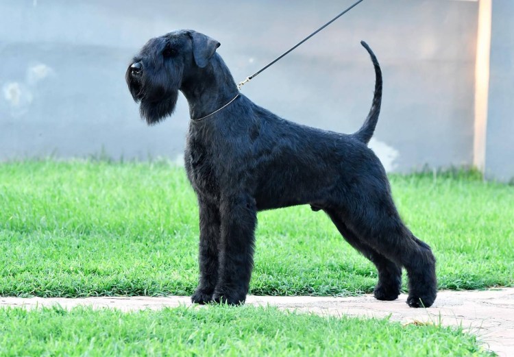 Ризер шнауцер