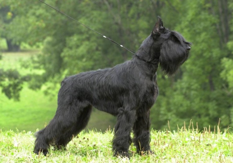 Ризеншнауцер терьер