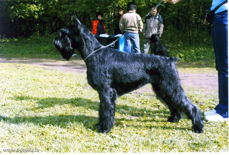 Черный русский терьер мини