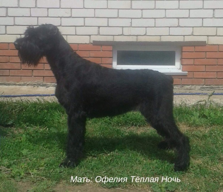 Ризеншнауцер с некупированными ушами и хвостом