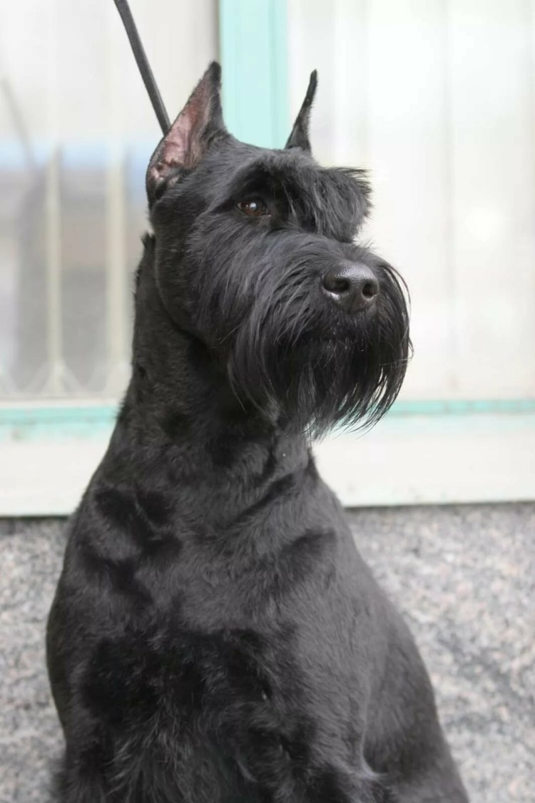 Метис ризеншнауцера