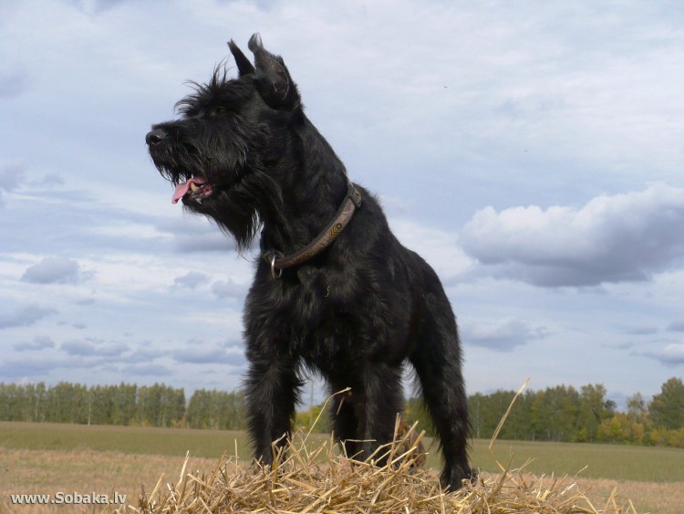 Ризеншнауцер серый фото