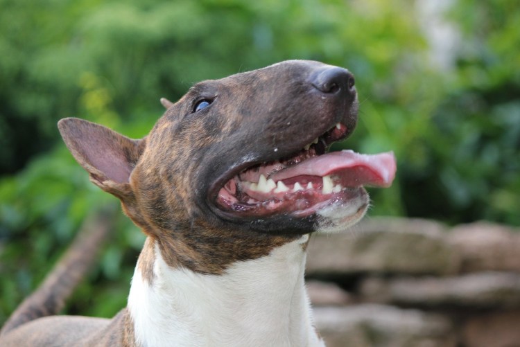 Американский стаффордширский терьер челюсти