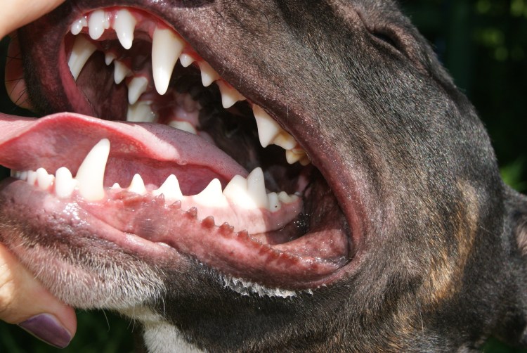 Бойцовские собаки бультерьер