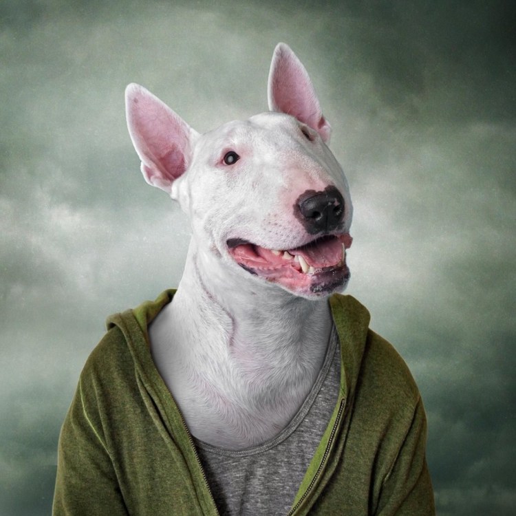 Стаффордширский бультерьер оскал