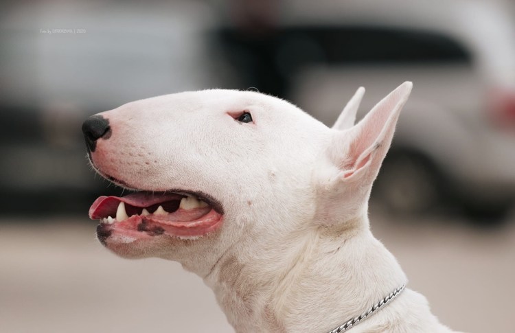 Бультерьер злой Бойцовский