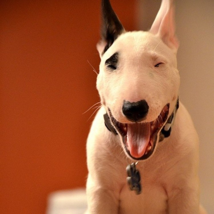 Питбуль оскал