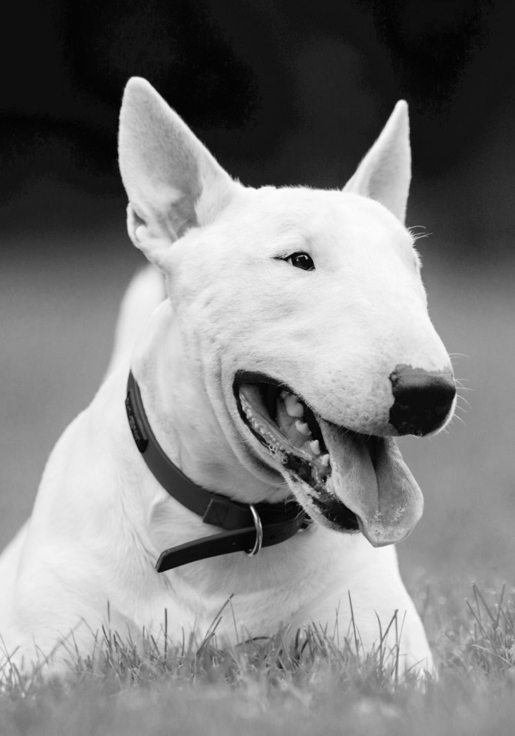 Бойцовский бультерьер