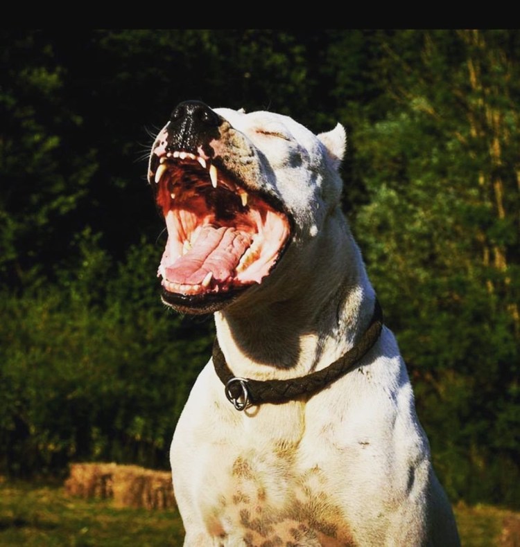 Стаффордширский терьер лает