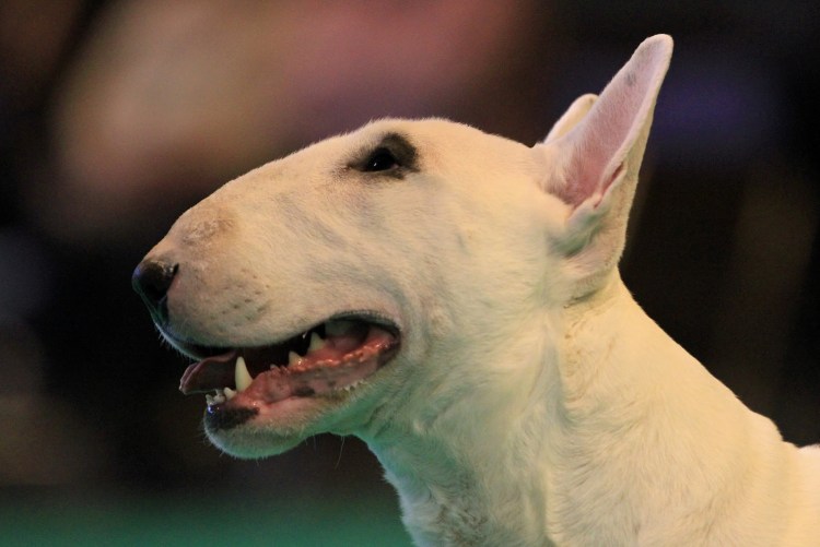 Бультерьер в искусстве