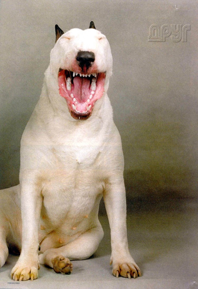 Бультерьер белый