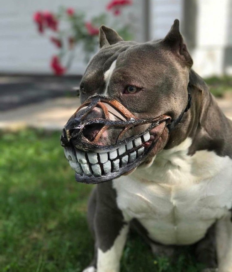 Бультерьер боец