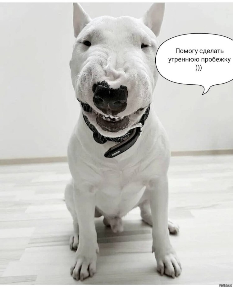 Бультерьер Хинкса