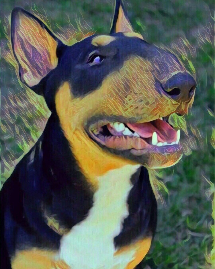 Бойцовский бультерьер убийца