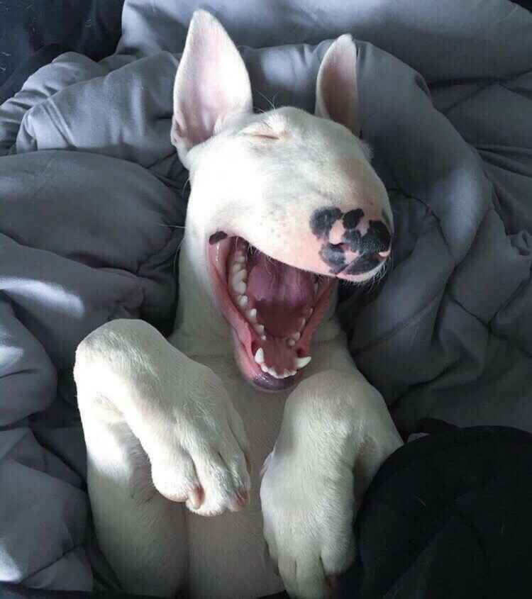 Бультерьер чб