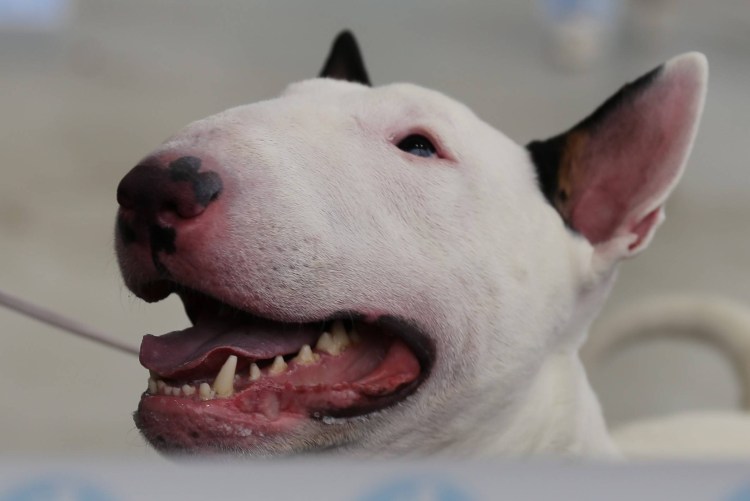 Бультерьер зубы в два ряда