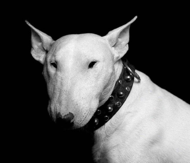 Бойцовский бультерьер