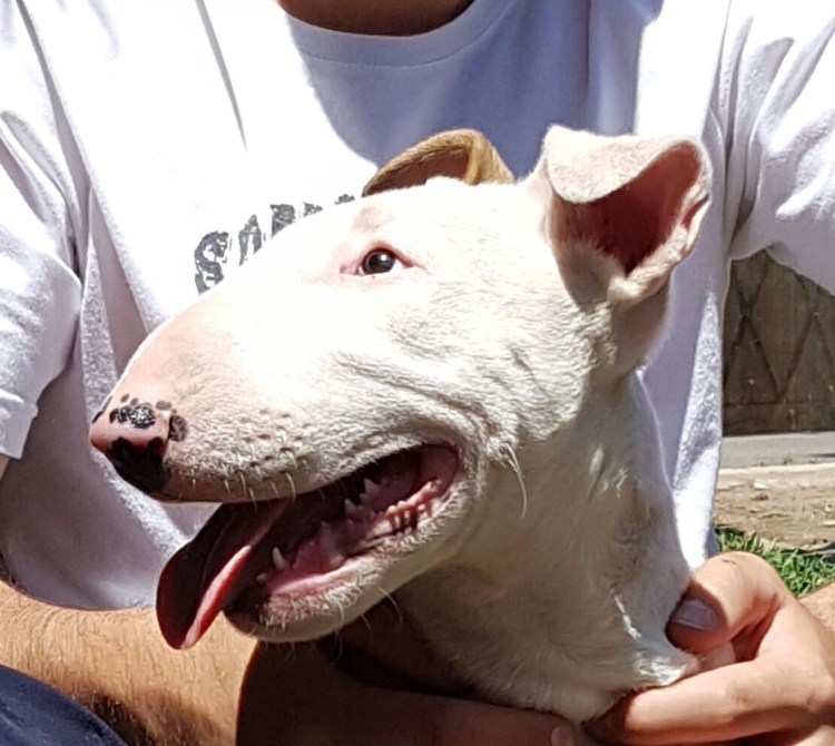 Бультерьер vs питбуль собачьи бои