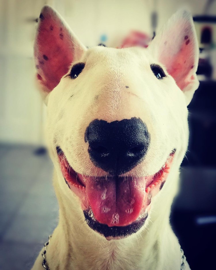 Бультерьер смешной