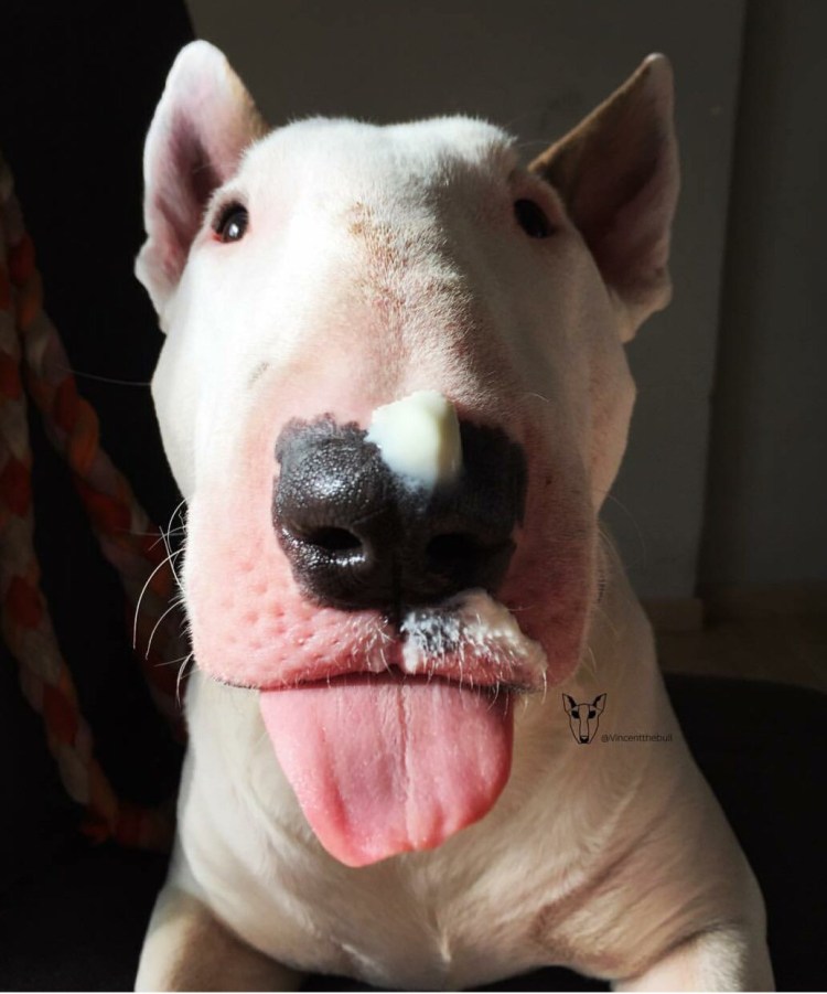 Жёсткошерстный бультерьер