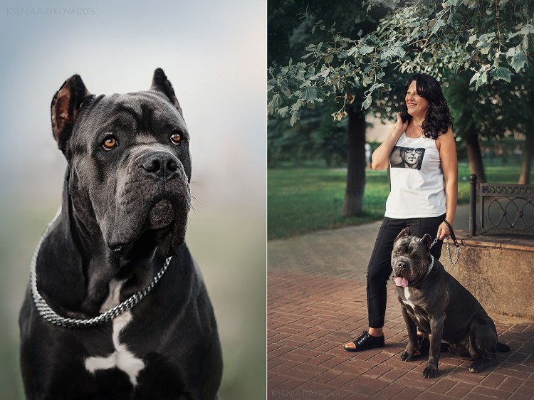 Дрессировка Кане Корсо