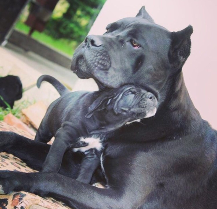 Кане Корсо защита