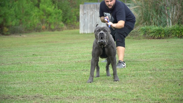 Вин дизель и Кане Корсо