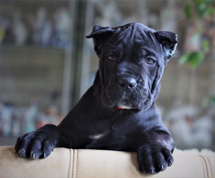 Кане Корсо Кендалл Дженнер