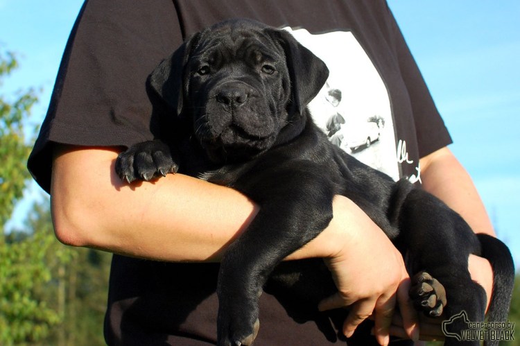 Кане Корсо Блэк