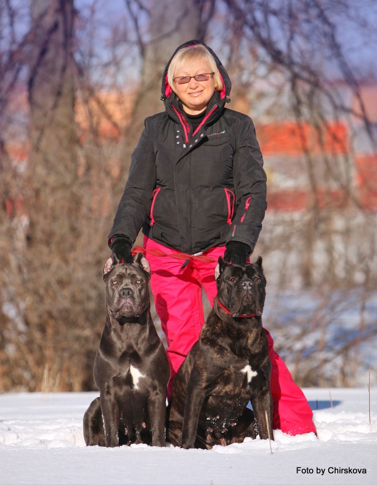 Питомник Кане Корсо fico Forte