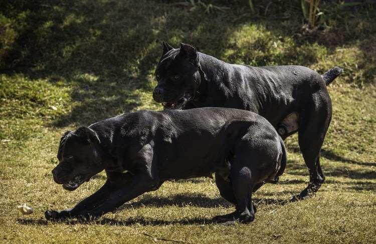 Кане Корсо атакует