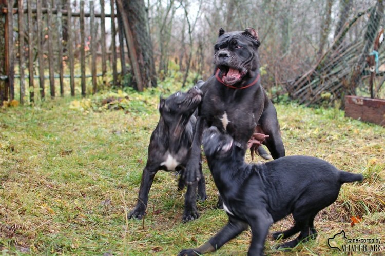 Кане Корсо стандарт