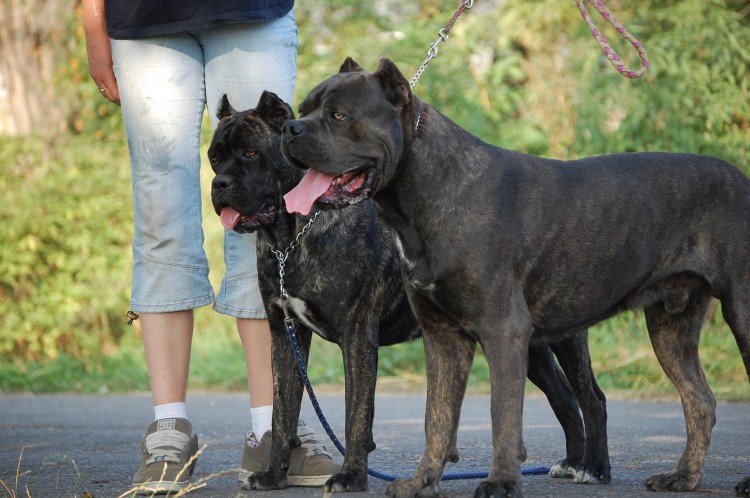 Собака щит Су фото