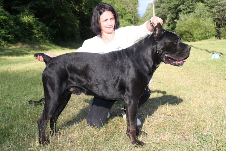 Кане Корсо большая с человеком