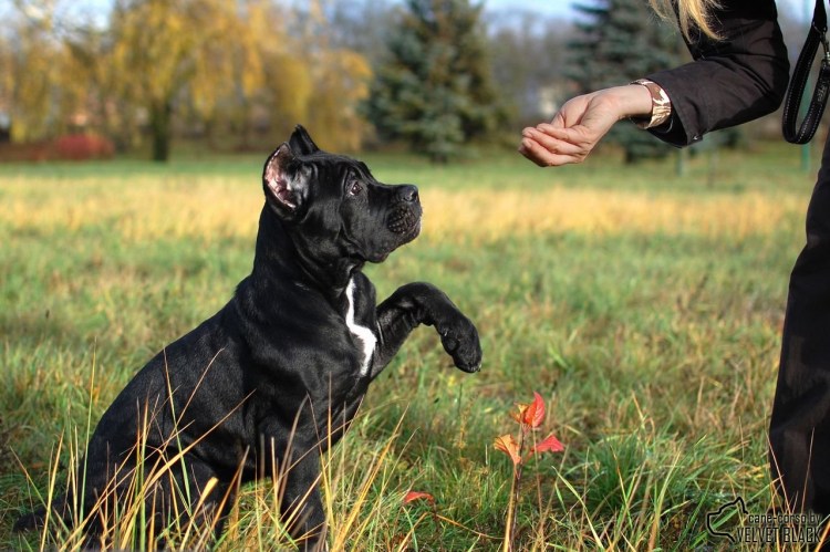 Кане Корсо Гладиатор