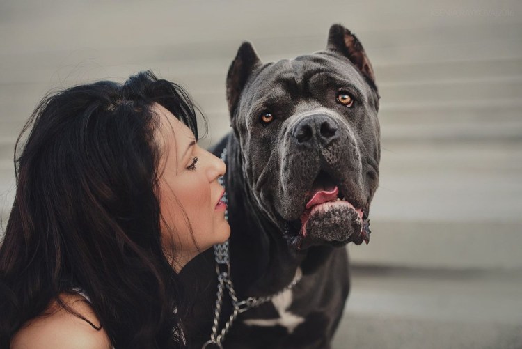 Кане Корсо Цезарь Санкт-Петербург