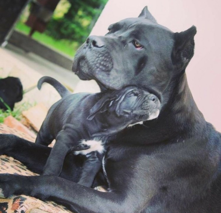 Кане Корсо Размеры