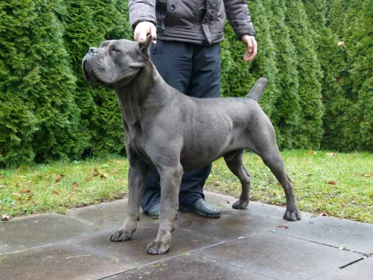 Кане Корсо серый некупированный