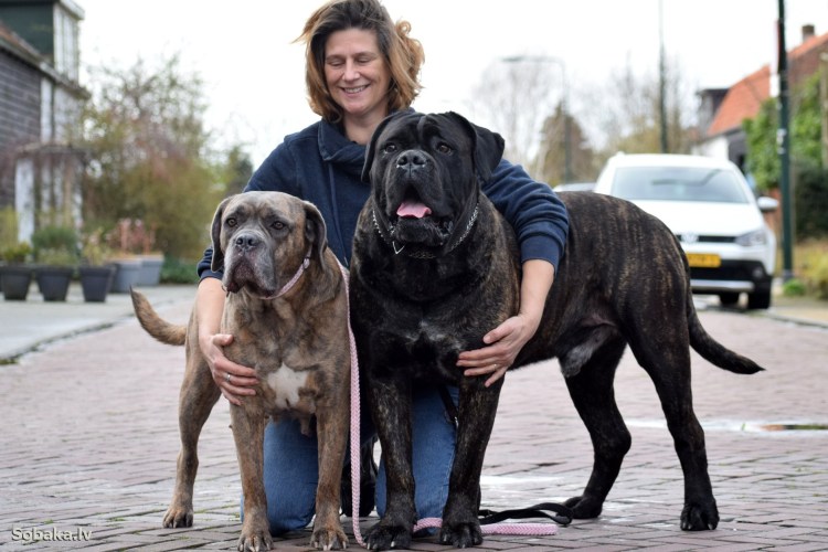 Кане Корсо с хозяином