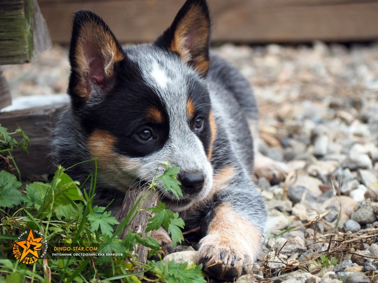 Хилер австралийский Хилер