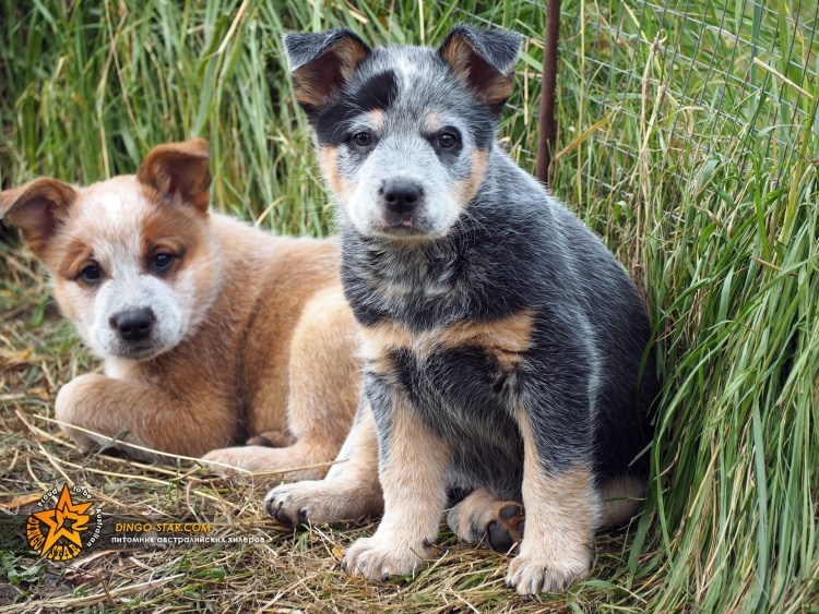 Австралийская овчарка пастушья Хиллер