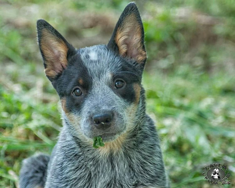 Голубой Хилер австралийская пастушья