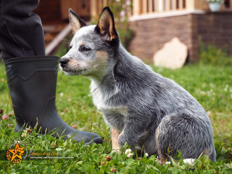 Австралийская пастушья собака Хилер