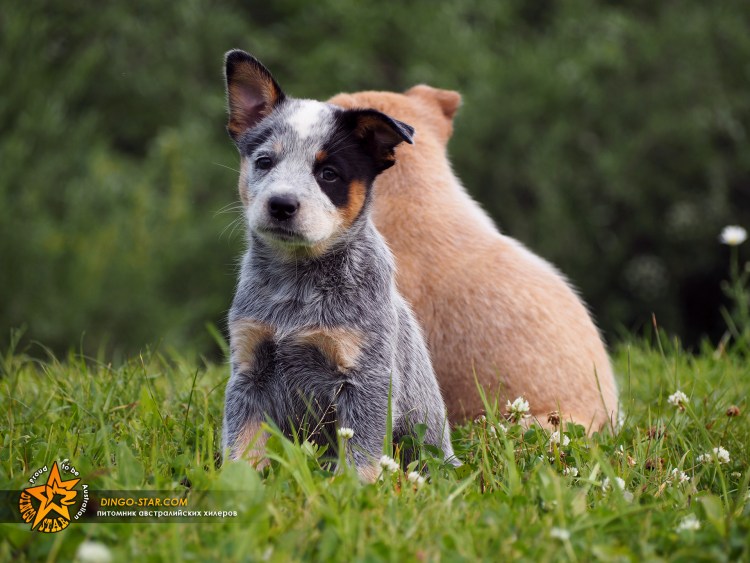 Австралийская овчарка пастушья Хиллер