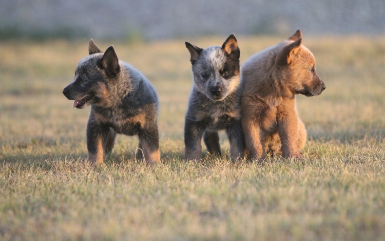 Австралийский кеттл дог австралийский Хилер