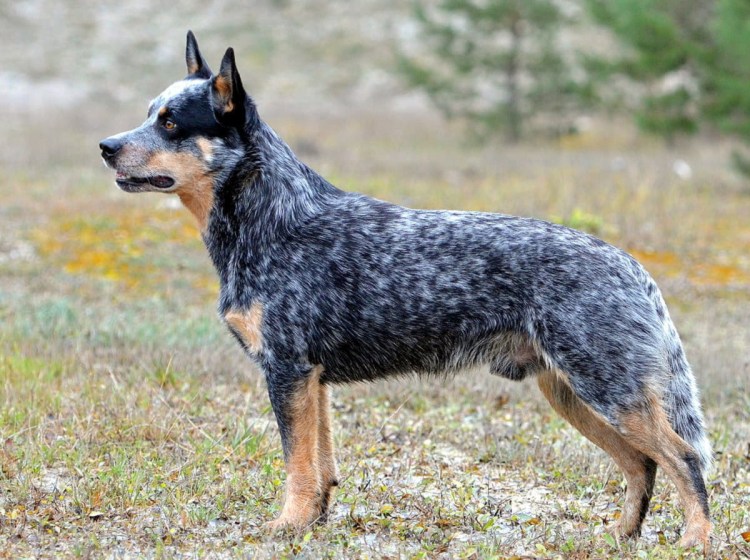 Австралийская пастушья собака Хилер