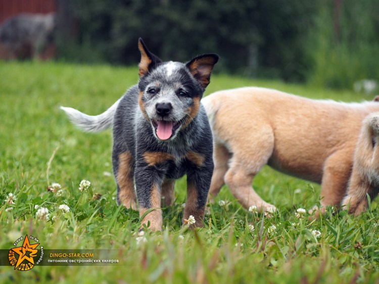 Австралийская пастушья собака Хилер