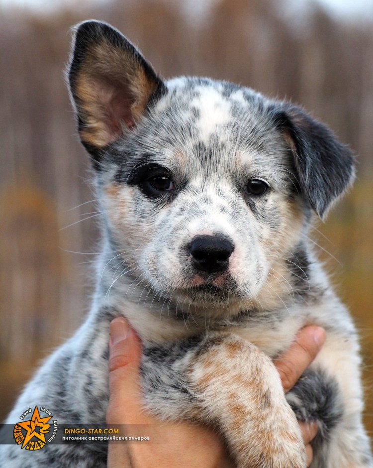 Австралийская пастушья собака Хилер